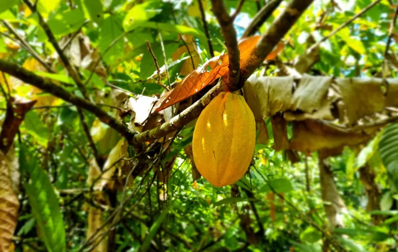 Tour del cacao en San Cristóbal